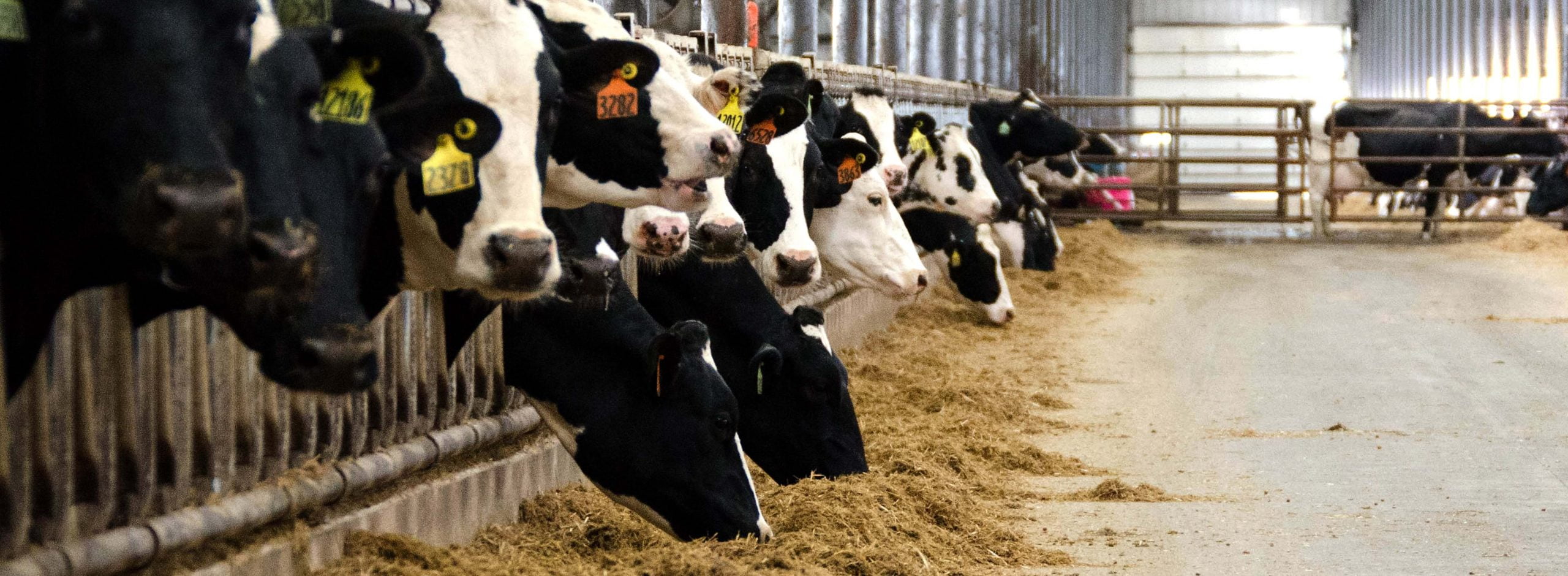 US Dairy Sees Productivity Increase Faster in Large Farms and Across Southwestern States
