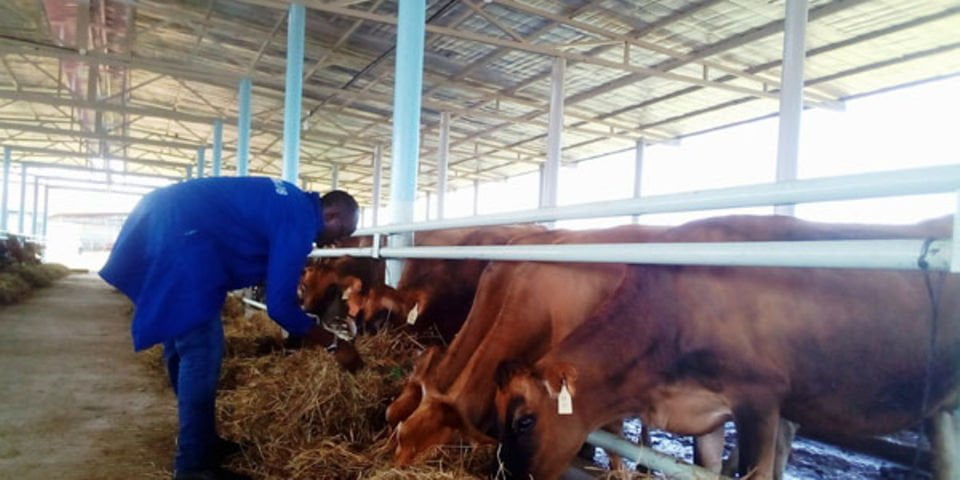 Uganda imports 255 heads of cattle from S.Africa to boost dairy production