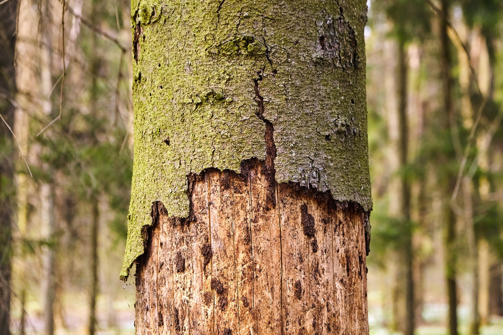 Tree Bark